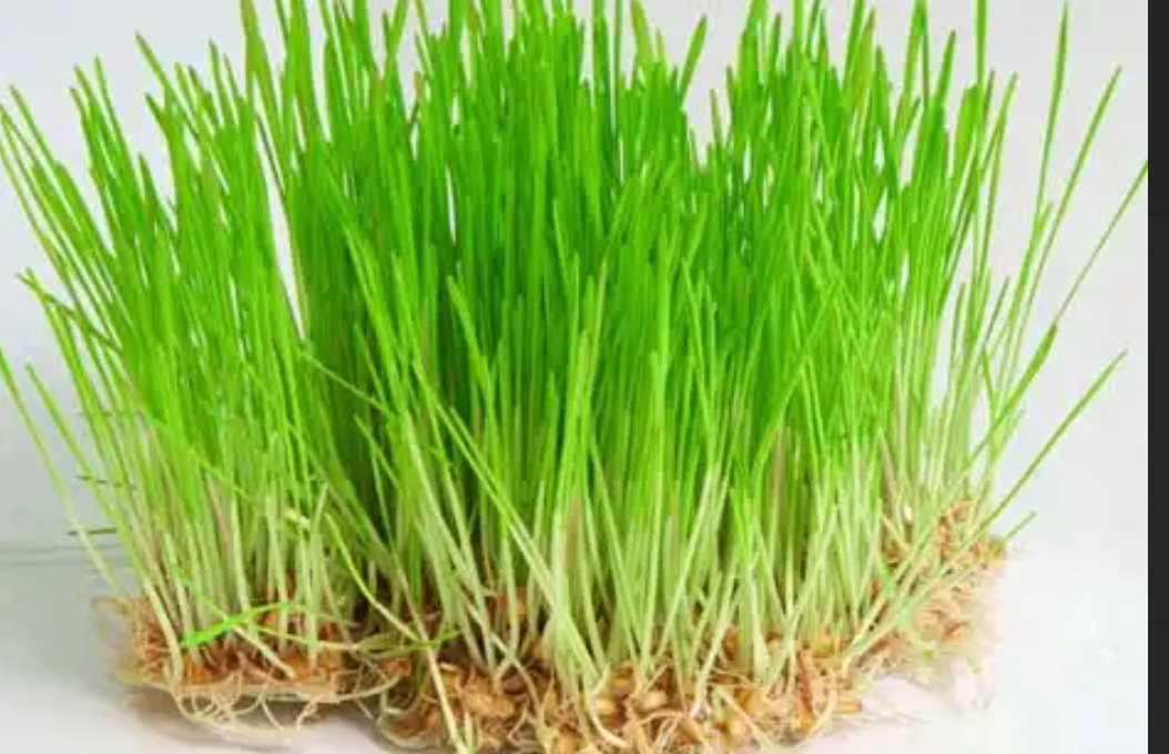 मनुष्य के लिए अमृततुल्य समान है गेहूँ के ज्वारे का रस