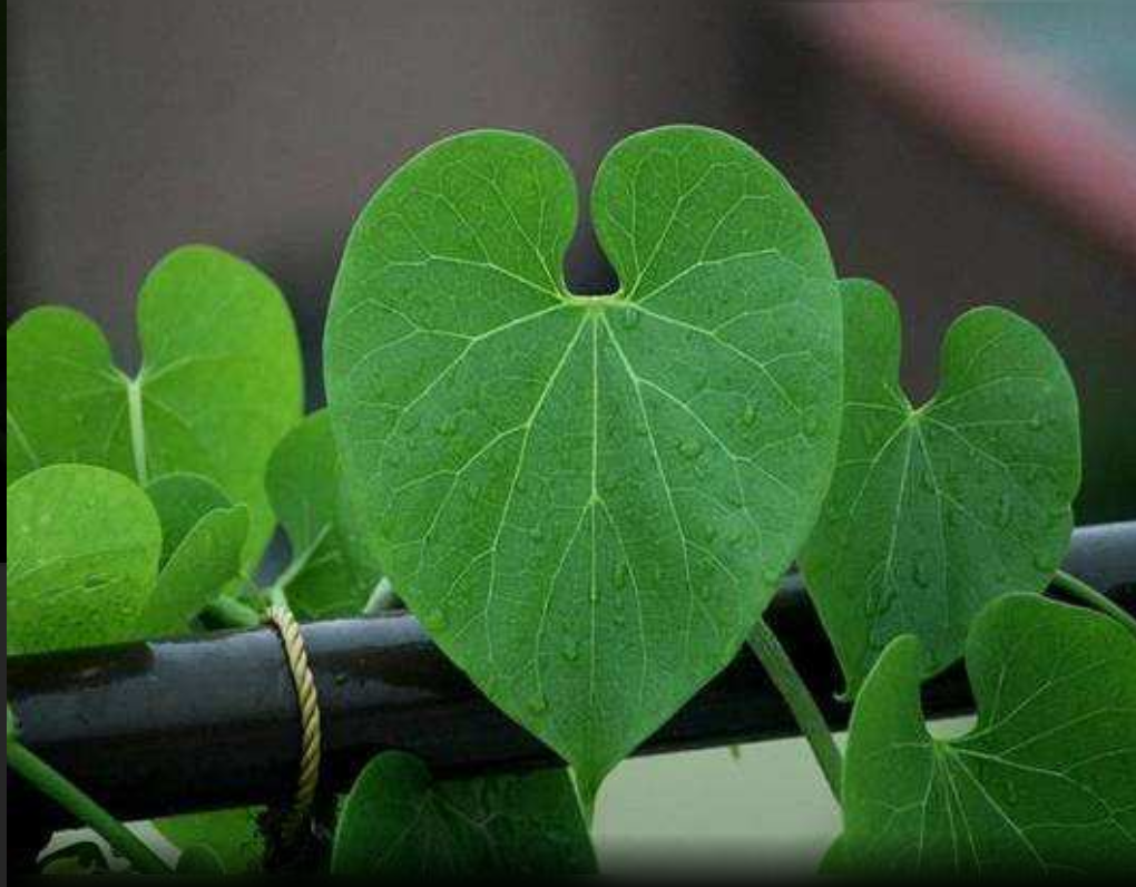 गिलोय (गुरूच) को अमृतामय कहा जाता है ?