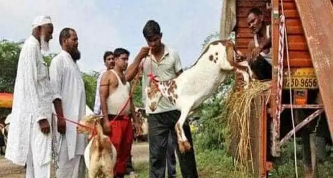 क्या हिन्दू त्योहार का विरोध करने वाली PETA ईद पर पशु की हत्या करवा रही है?