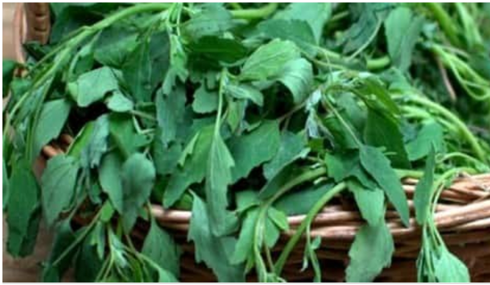 सर्दी में बथुआ खाने से बेमिसाल फायदे