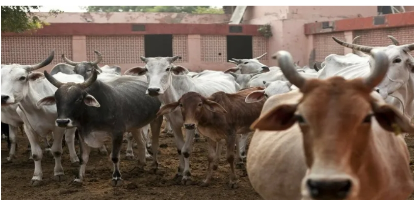 गहलोत सरकार का नया कानून,1 ही गाय/भैस पालने की इजाजत
