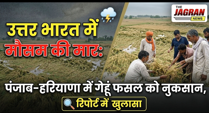 उत्तर भारत में मौसम की मार: पंजाब-हरियाणा में गेहूं फसल को नुकसान, रिपोर्ट में खुलासा